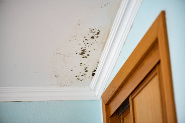 Best Real Estate Mold Inspection  in Rosemont, PA